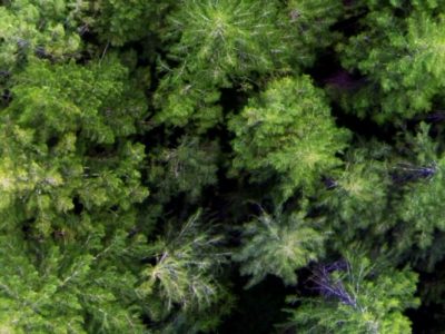 aerial-trees-04-820x400.jpg