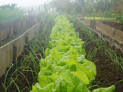 garden.jpg