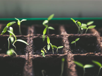 seedlings.jpg